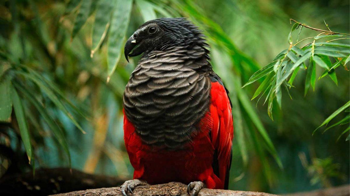 Normalde Görmeye Alışık Olmadığımız 20 Sıra Dışı Hayvan