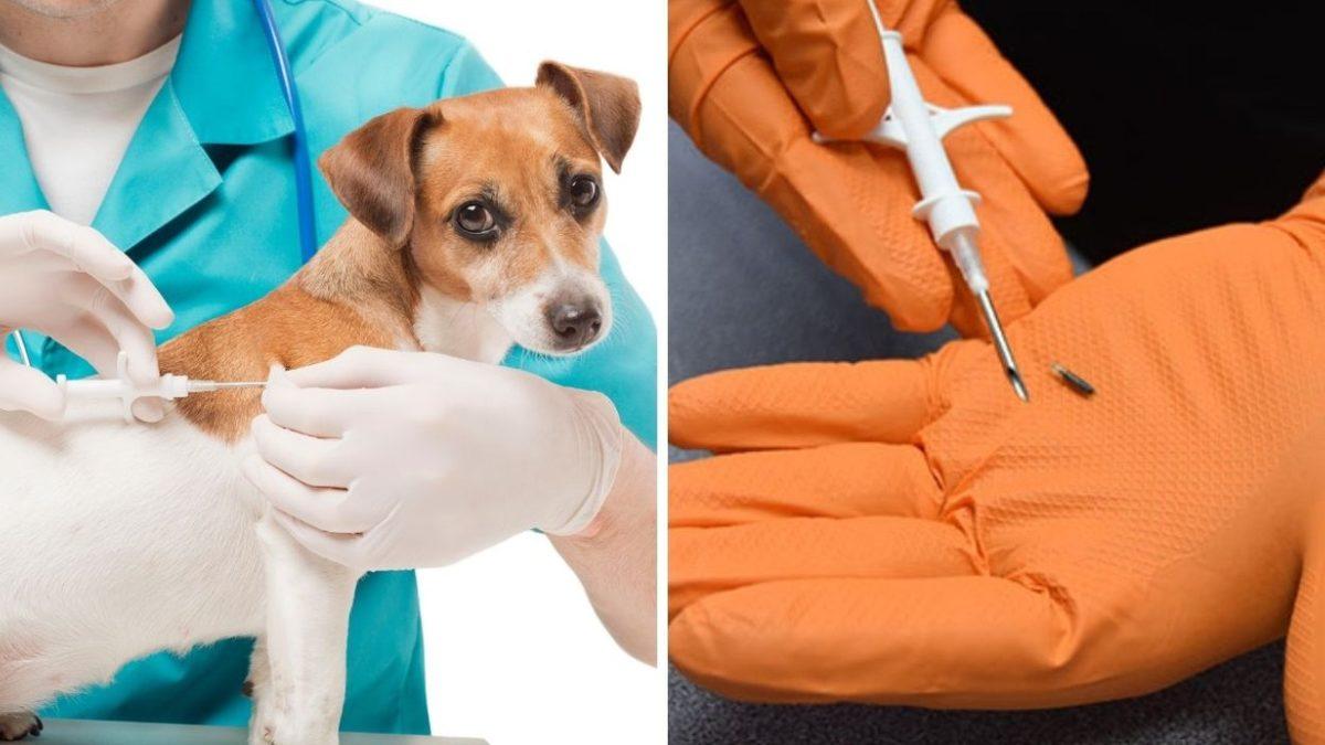 Çip Takılmayan Hayvanlar Veterinerlerde Tedavi Edilemeyecek: Sokak Hayvanlarına Ne Olacak?