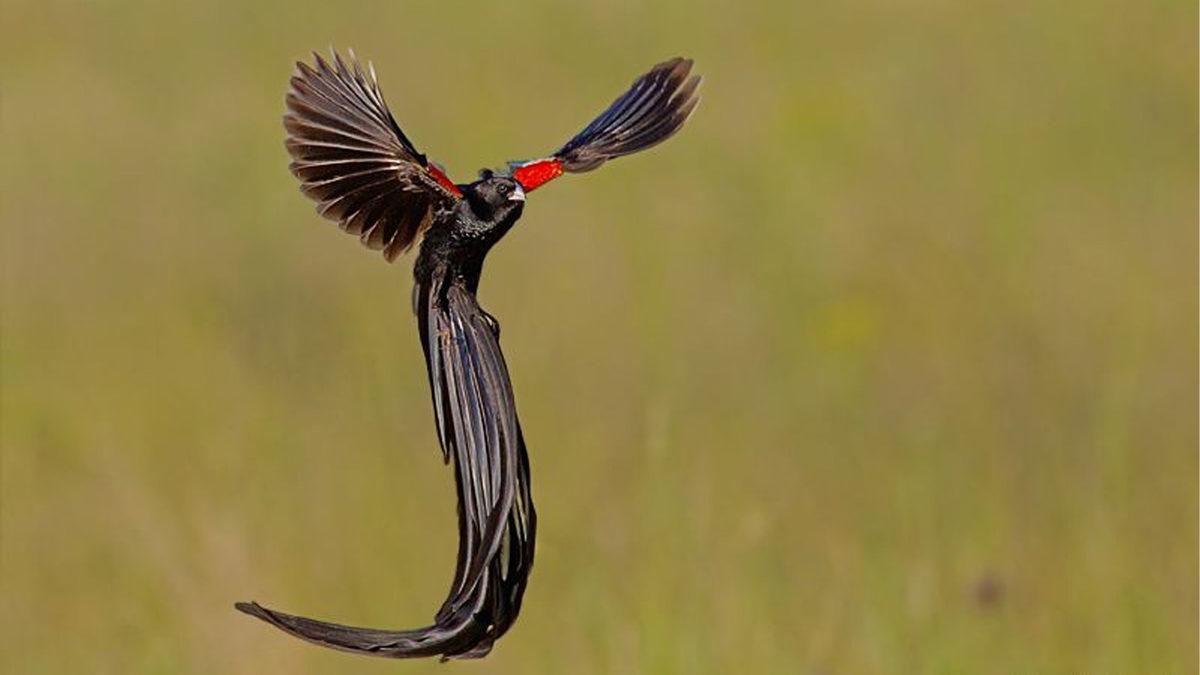 Normalde Görmeye Alışık Olmadığımız 20 Sıra Dışı Hayvan