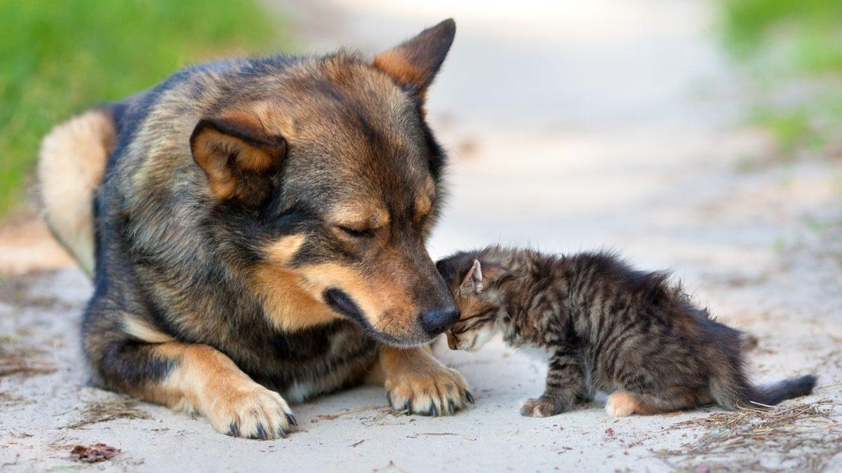 Çip Takılmayan Hayvanlar Veterinerlerde Tedavi Edilemeyecek: Sokak Hayvanlarına Ne Olacak?