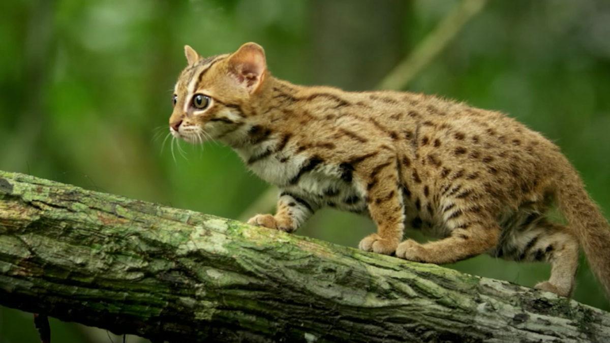 Normalde Görmeye Alışık Olmadığımız 20 Sıra Dışı Hayvan