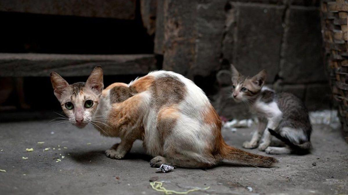 Çip Takılmayan Hayvanlar Veterinerlerde Tedavi Edilemeyecek: Sokak Hayvanlarına Ne Olacak?