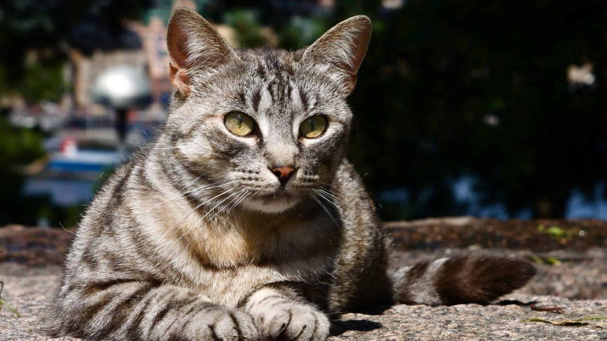 Çip Takılmayan Hayvanlar Veterinerlerde Tedavi Edilemeyecek: Sokak Hayvanlarına Ne Olacak?