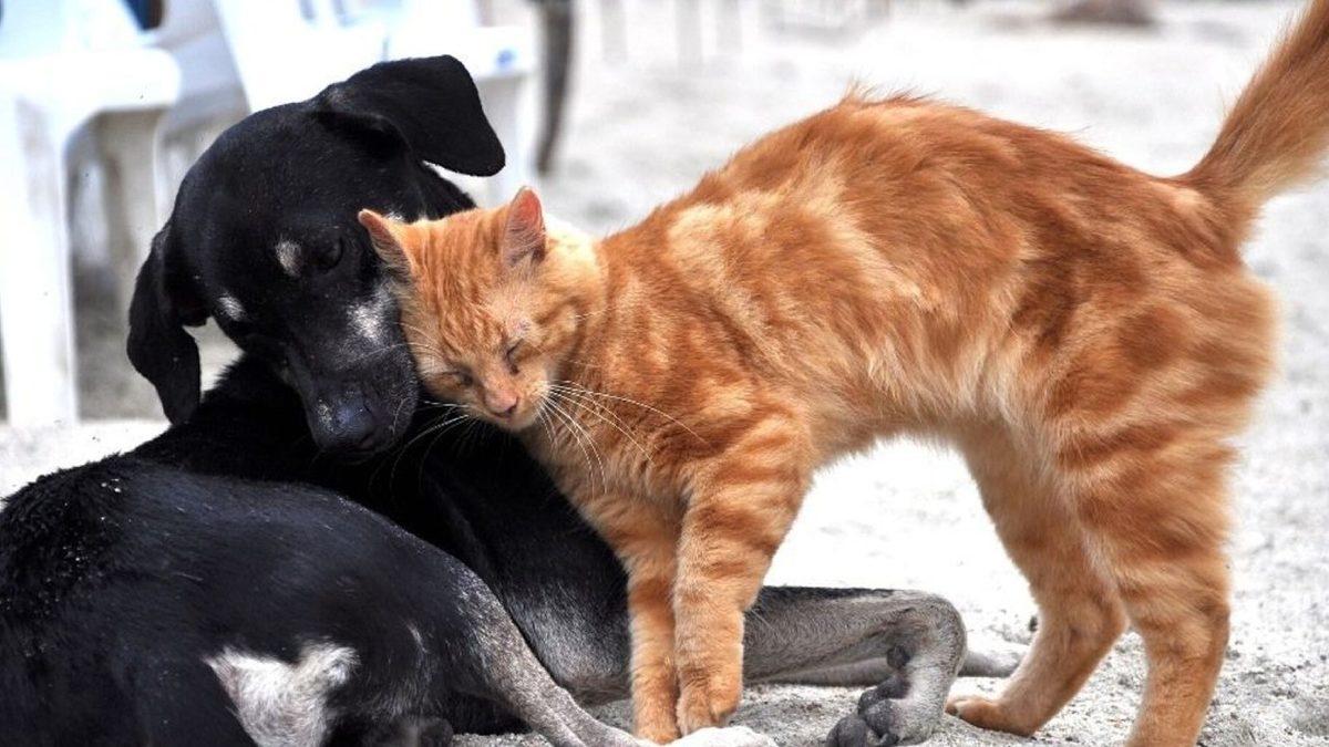 Çip Takılmayan Hayvanlar Veterinerlerde Tedavi Edilemeyecek: Sokak Hayvanlarına Ne Olacak?