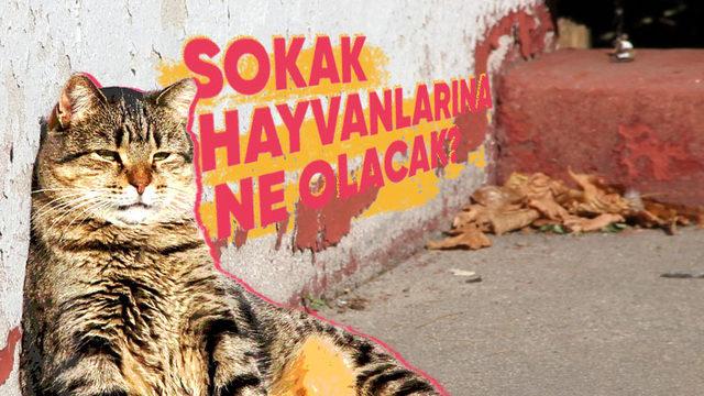 Çip Takılmayan Hayvanlar Veterinerlerde Tedavi Edilemeyecek: Sokak Hayvanlarına Ne Olacak?