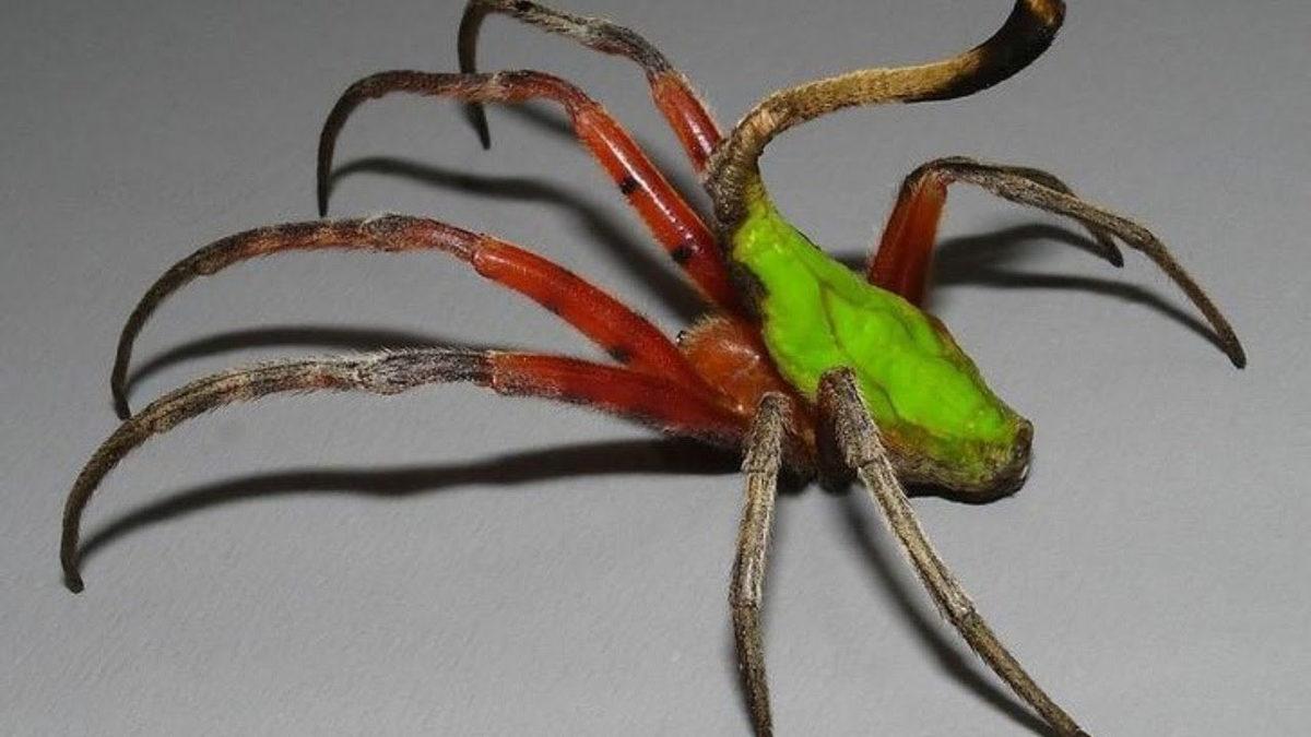 Normalde Görmeye Alışık Olmadığımız 20 Sıra Dışı Hayvan