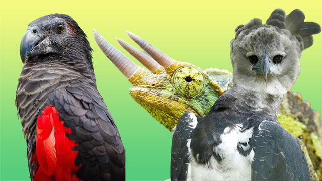 Normalde Görmeye Alışık Olmadığımız 20 Sıra Dışı Hayvan