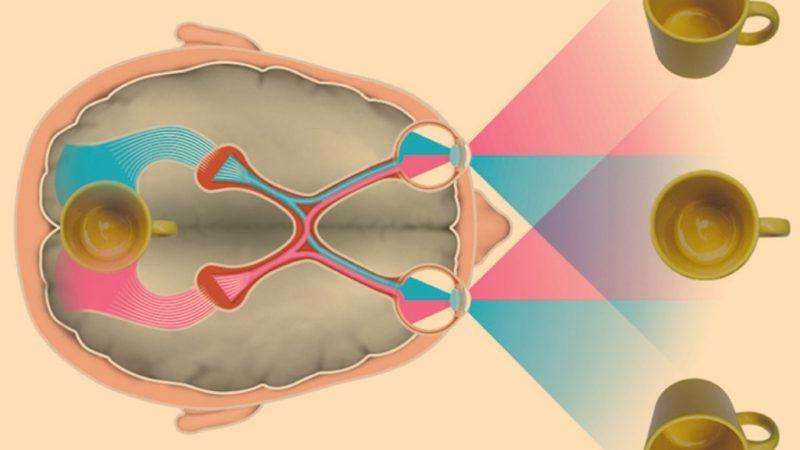 Basitmiş Gibi Görünen Sıra Dışı Özellik: İki Gözümüz Olmasına Rağmen Tek Görüntü Görmemiz Nasıl Mümkün Oluyor?