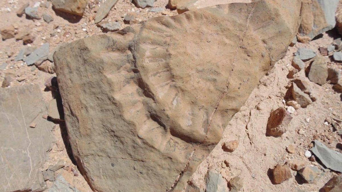 Bilim İnsanları, Şili’de ’Uçan Ejderha’ Olarak Bilinen Bir Dinozora Ait Kanıtlar Buldu