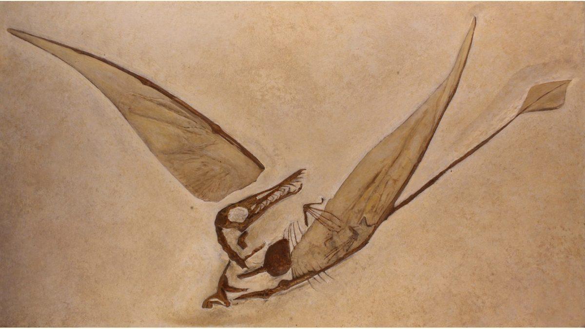Bilim İnsanları, Şili’de ’Uçan Ejderha’ Olarak Bilinen Bir Dinozora Ait Kanıtlar Buldu
