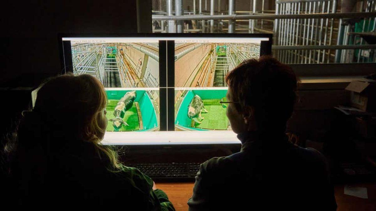 Bilim İnsanları, Sera Gazı Salınımını Azaltmak İçin İneklere Tuvalet Eğitimi Verdi