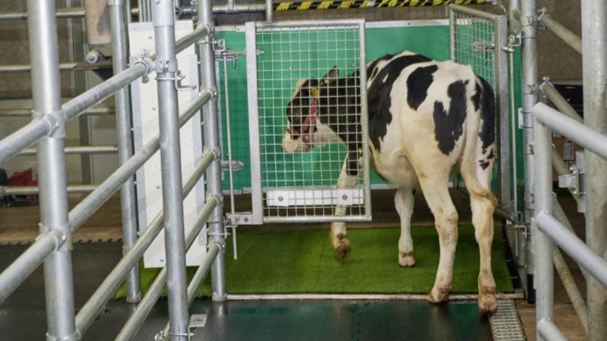 Bilim İnsanları, Sera Gazı Salınımını Azaltmak İçin İneklere Tuvalet Eğitimi Verdi