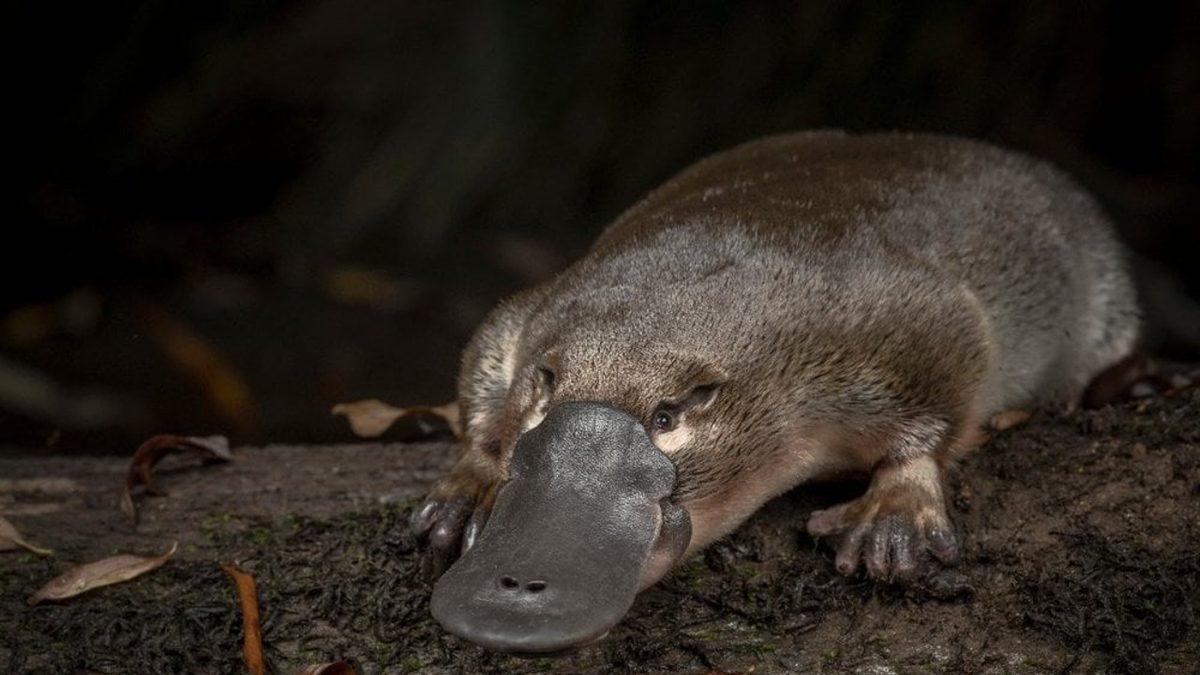 Görünüşü ve Özellikleriyle Dünyanın En İlginç 7 Hayvanı: Aralarında Uçamayan Bir Papağan da Var!