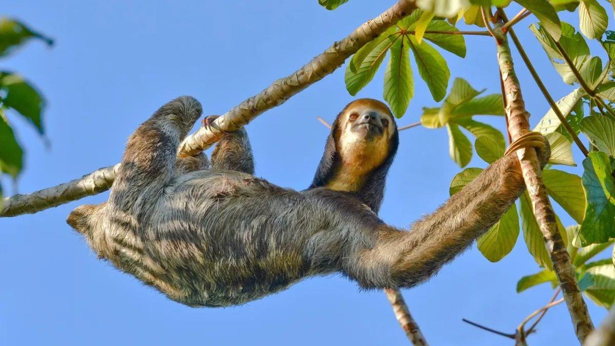 Görünüşü ve Özellikleriyle Dünyanın En İlginç 7 Hayvanı: Aralarında Uçamayan Bir Papağan da Var!