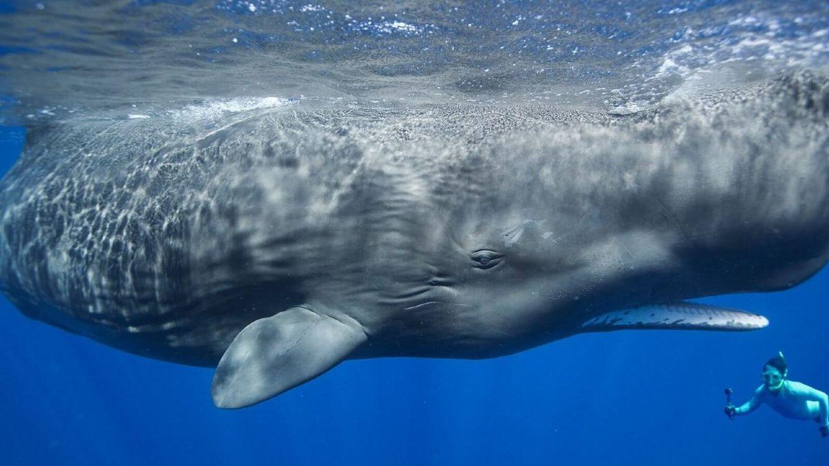 Görünüşü ve Özellikleriyle Dünyanın En İlginç 7 Hayvanı: Aralarında Uçamayan Bir Papağan da Var!