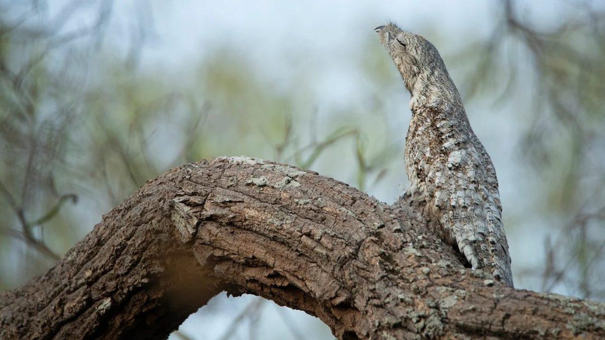 Görünüşü ve Özellikleriyle Dünyanın En İlginç 7 Hayvanı: Aralarında Uçamayan Bir Papağan da Var!