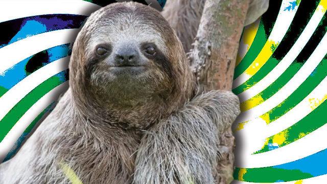 Görünüşü ve Özellikleriyle Dünyanın En İlginç 7 Hayvanı: Aralarında Uçamayan Bir Papağan da Var!