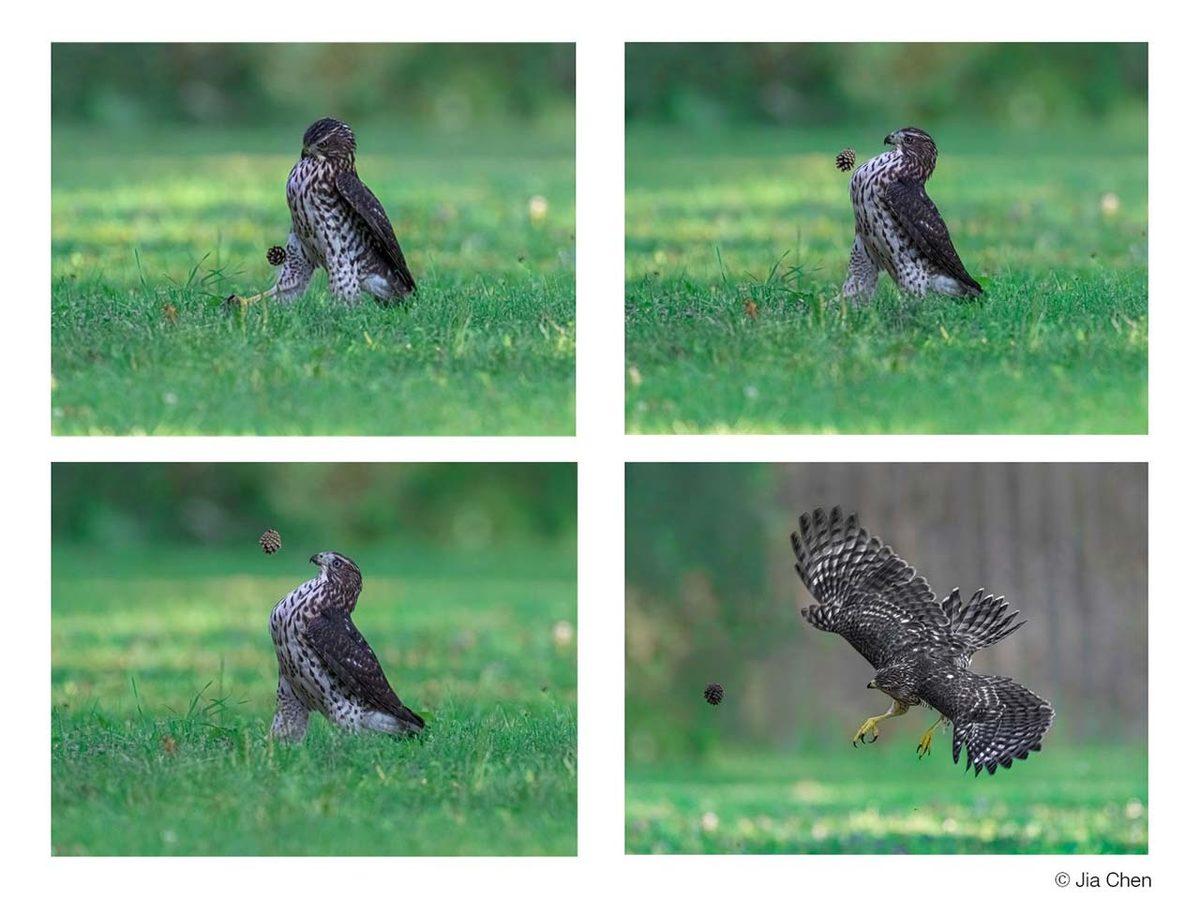 ’Vahşi’ Hayvanların Karizmasını Yerle Bir Eden 2022’nin En Komik Vahşi Yaşam Fotoğrafları Açıklandı