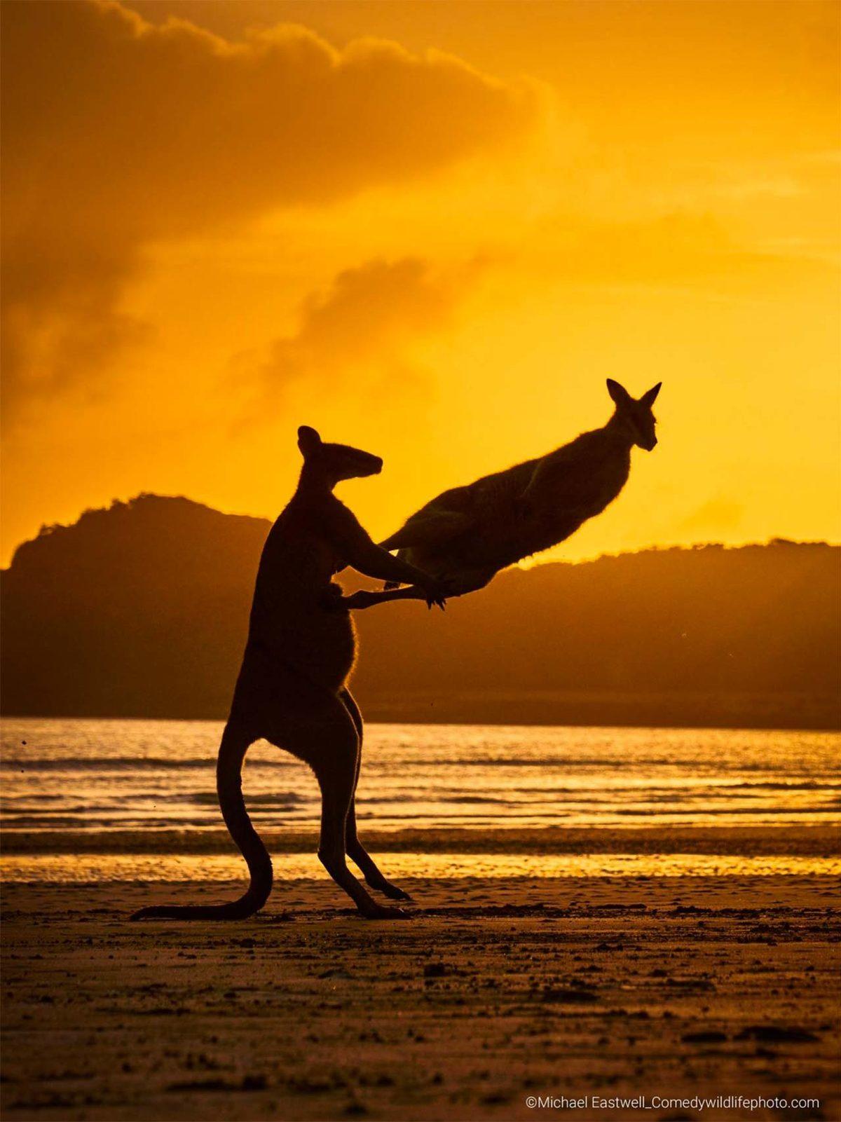 ’Vahşi’ Hayvanların Karizmasını Yerle Bir Eden 2022’nin En Komik Vahşi Yaşam Fotoğrafları Açıklandı