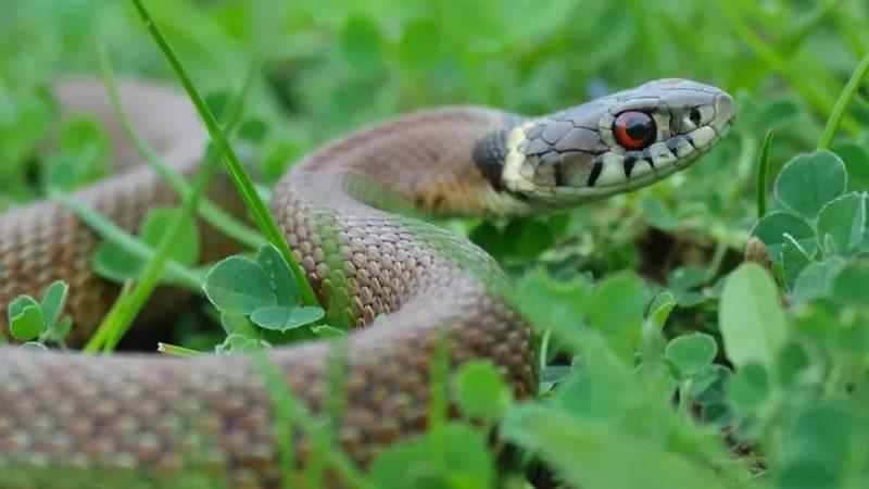 Dinozorlar Yok Olmasaydı Yılanlar Hiç Var Olmayabilirdi: İşte Nedeni