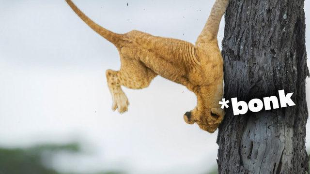 ’Vahşi’ Hayvanların Karizmasını Yerle Bir Eden 2022’nin En Komik Vahşi Yaşam Fotoğrafları Açıklandı