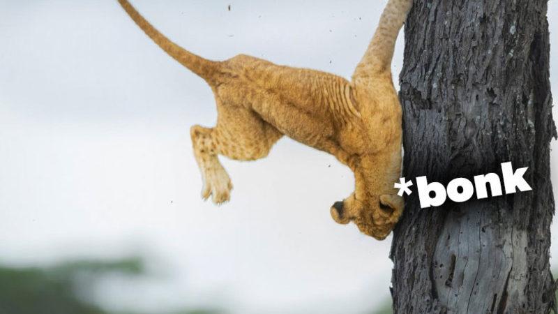 ’Vahşi’ Hayvanların Karizmasını Yerle Bir Eden 2022’nin En Komik Vahşi Yaşam Fotoğrafları Açıklandı