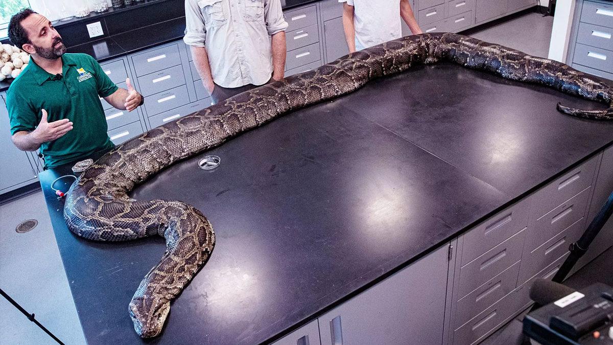 Vücudunuza Sarılıp Sizi Boğmaya Çalışan Bir Yılandan Nasıl Kurtulabilirsiniz?