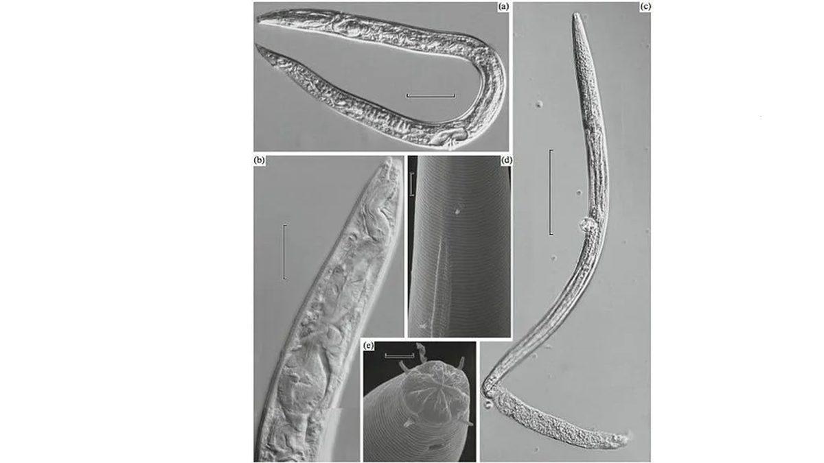 Sibirya’daki Donmuş Toprakların Altından Çıkarılan Birbirinden İlginç Antik Canlılar