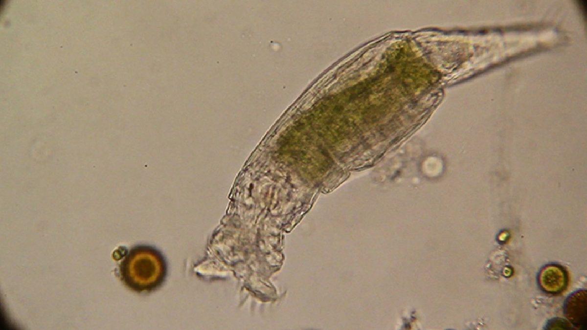 Sibirya’daki Donmuş Toprakların Altından Çıkarılan Birbirinden İlginç Antik Canlılar