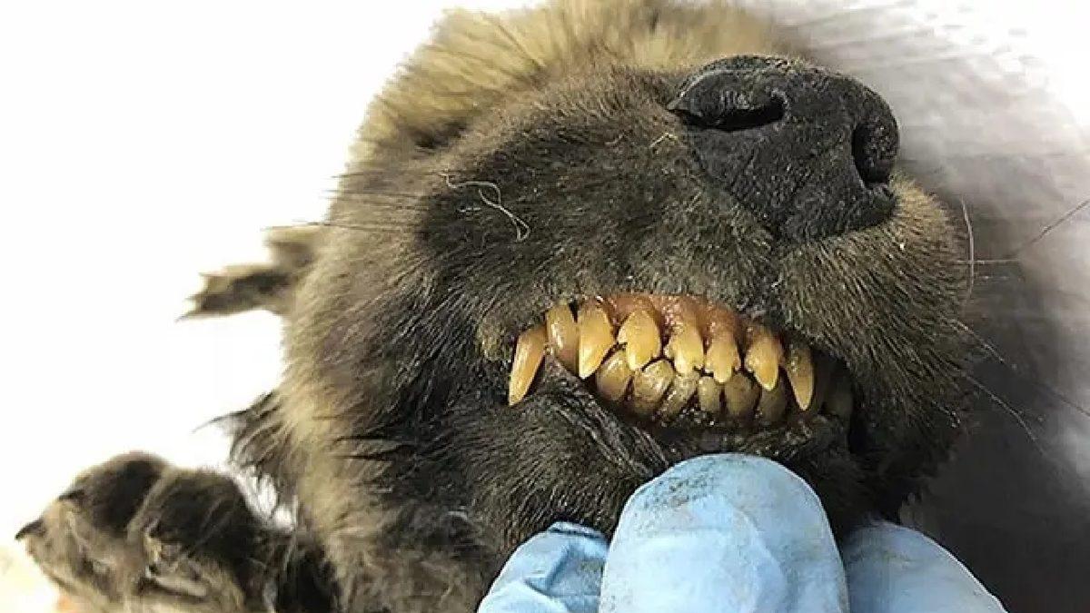 Sibirya’daki Donmuş Toprakların Altından Çıkarılan Birbirinden İlginç Antik Canlılar