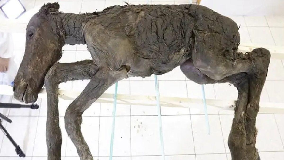 Sibirya’daki Donmuş Toprakların Altından Çıkarılan Birbirinden İlginç Antik Canlılar