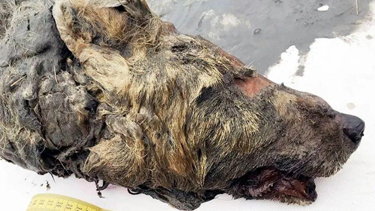 Sibirya’daki Donmuş Toprakların Altından Çıkarılan Birbirinden İlginç Antik Canlılar