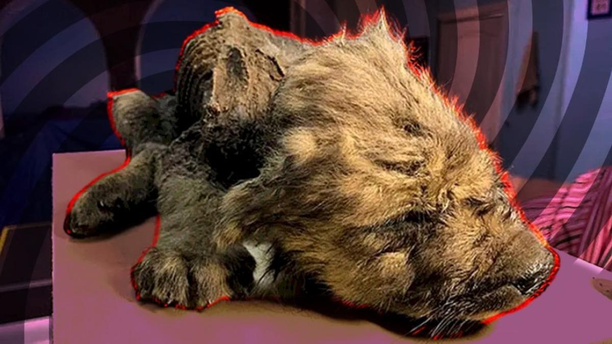 Sibirya’daki Donmuş Toprakların Altından Çıkarılan Birbirinden İlginç Antik Canlılar