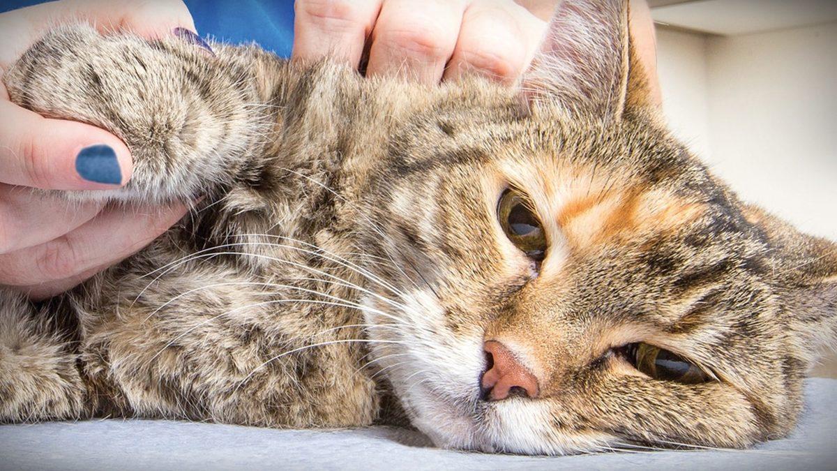 Yaygın Olan Bu Kedi Hastalıklarını Erken Tespit Etmeniz Halinde Dostunuzun Hayatını Kurtarabilirsiniz!