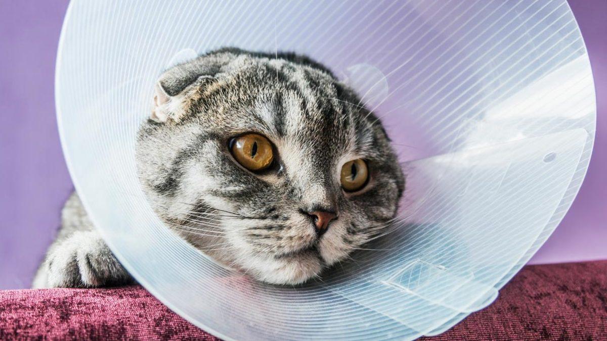 Yaygın Olan Bu Kedi Hastalıklarını Erken Tespit Etmeniz Halinde Dostunuzun Hayatını Kurtarabilirsiniz!