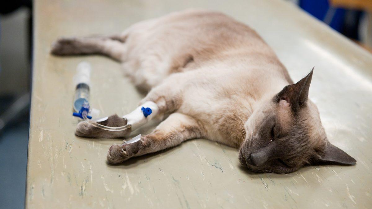 Yaygın Olan Bu Kedi Hastalıklarını Erken Tespit Etmeniz Halinde Dostunuzun Hayatını Kurtarabilirsiniz!