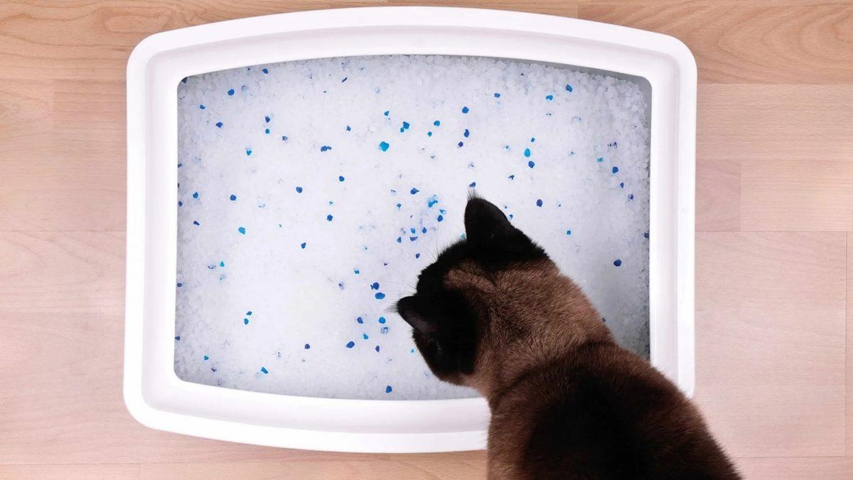 Yaygın Olan Bu Kedi Hastalıklarını Erken Tespit Etmeniz Halinde Dostunuzun Hayatını Kurtarabilirsiniz!