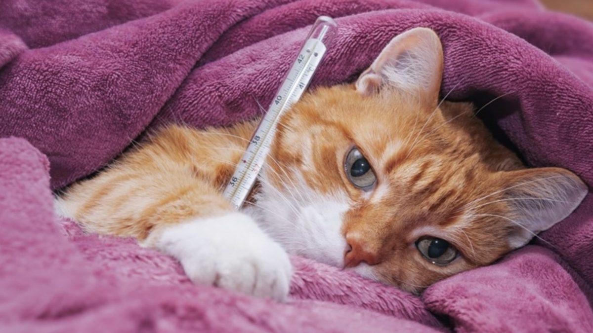 Yaygın Olan Bu Kedi Hastalıklarını Erken Tespit Etmeniz Halinde Dostunuzun Hayatını Kurtarabilirsiniz!