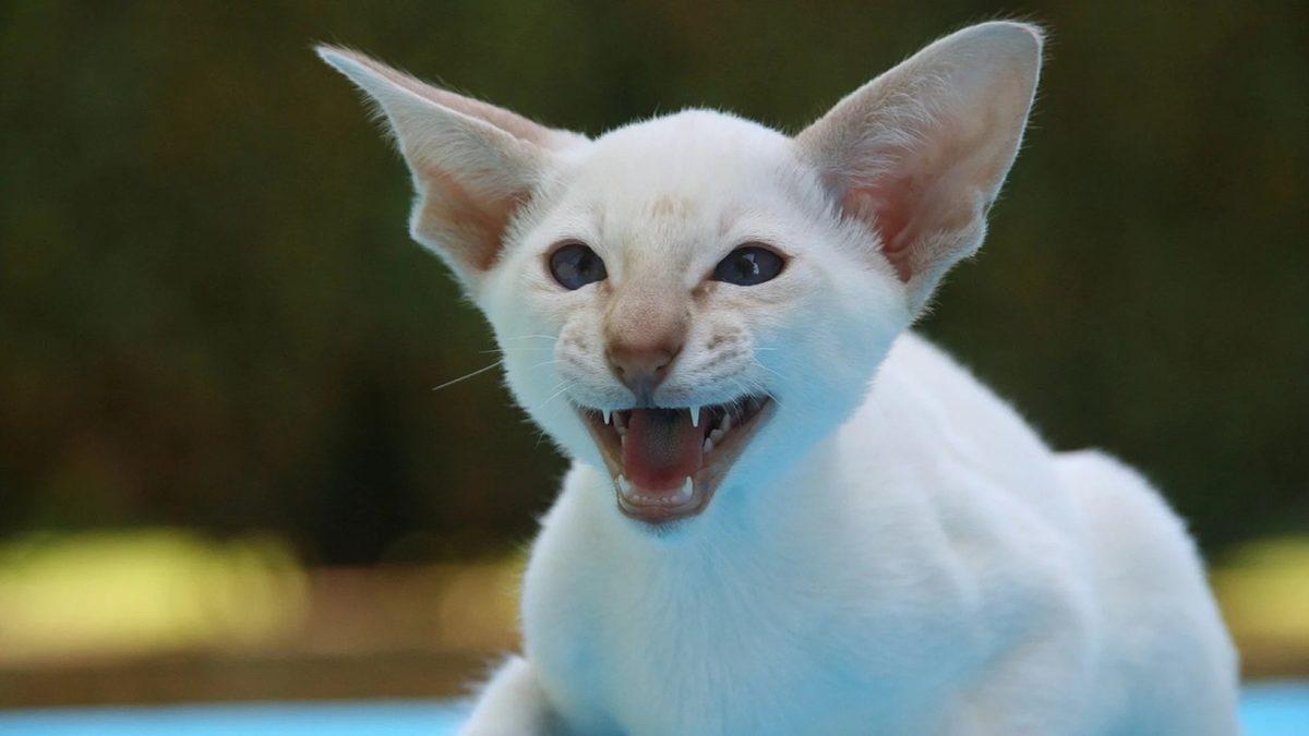 Yaygın Olan Bu Kedi Hastalıklarını Erken Tespit Etmeniz Halinde Dostunuzun Hayatını Kurtarabilirsiniz!