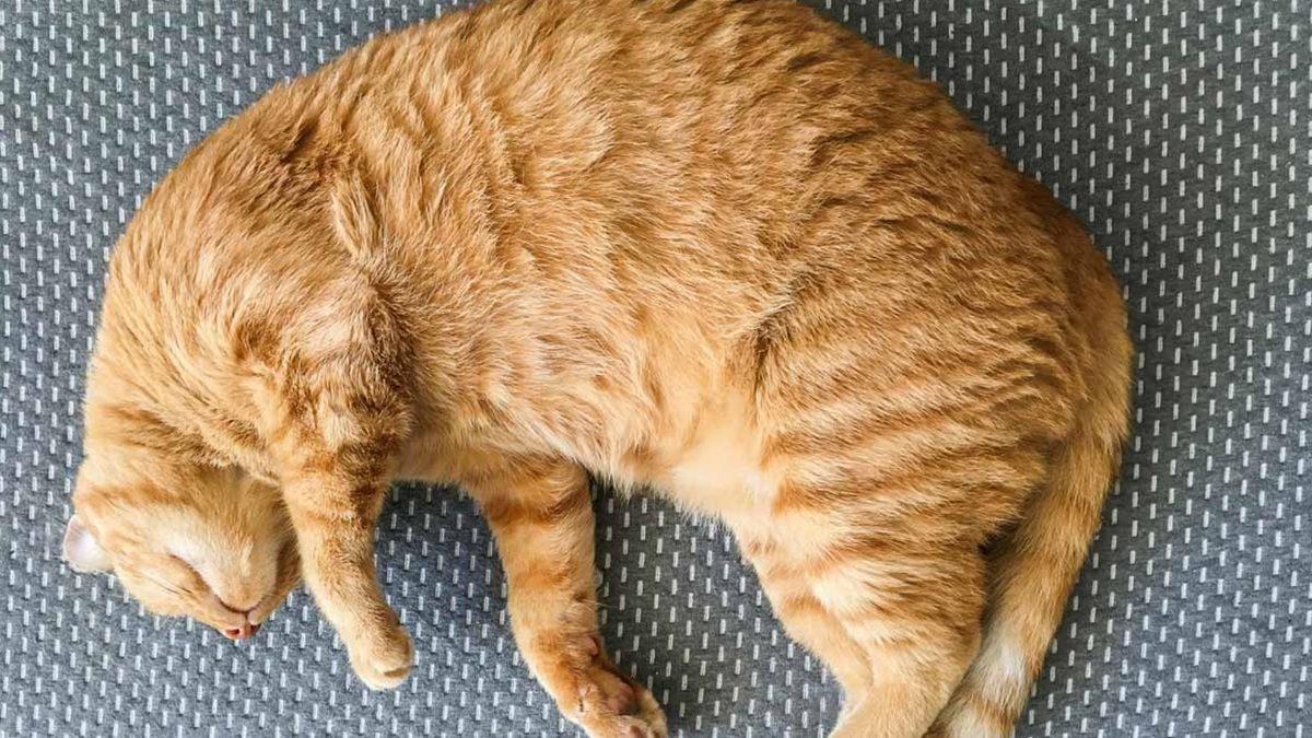 Yaygın Olan Bu Kedi Hastalıklarını Erken Tespit Etmeniz Halinde Dostunuzun Hayatını Kurtarabilirsiniz!