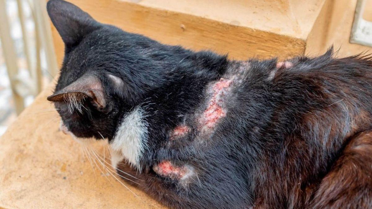 Yaygın Olan Bu Kedi Hastalıklarını Erken Tespit Etmeniz Halinde Dostunuzun Hayatını Kurtarabilirsiniz!