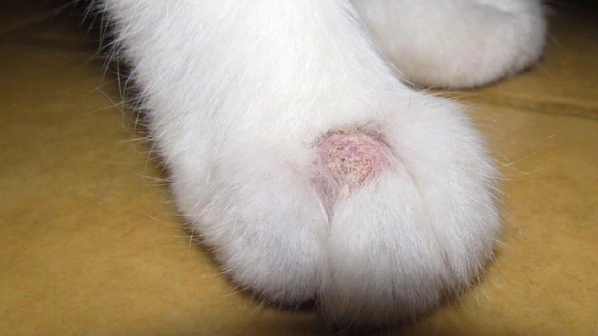 Yaygın Olan Bu Kedi Hastalıklarını Erken Tespit Etmeniz Halinde Dostunuzun Hayatını Kurtarabilirsiniz!