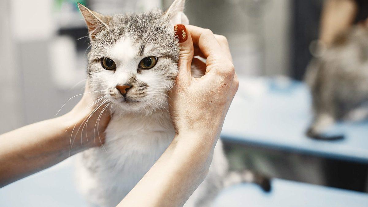 Yaygın Olan Bu Kedi Hastalıklarını Erken Tespit Etmeniz Halinde Dostunuzun Hayatını Kurtarabilirsiniz!