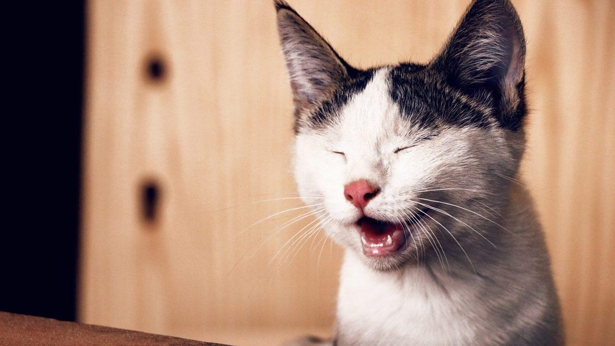 Yaygın Olan Bu Kedi Hastalıklarını Erken Tespit Etmeniz Halinde Dostunuzun Hayatını Kurtarabilirsiniz!