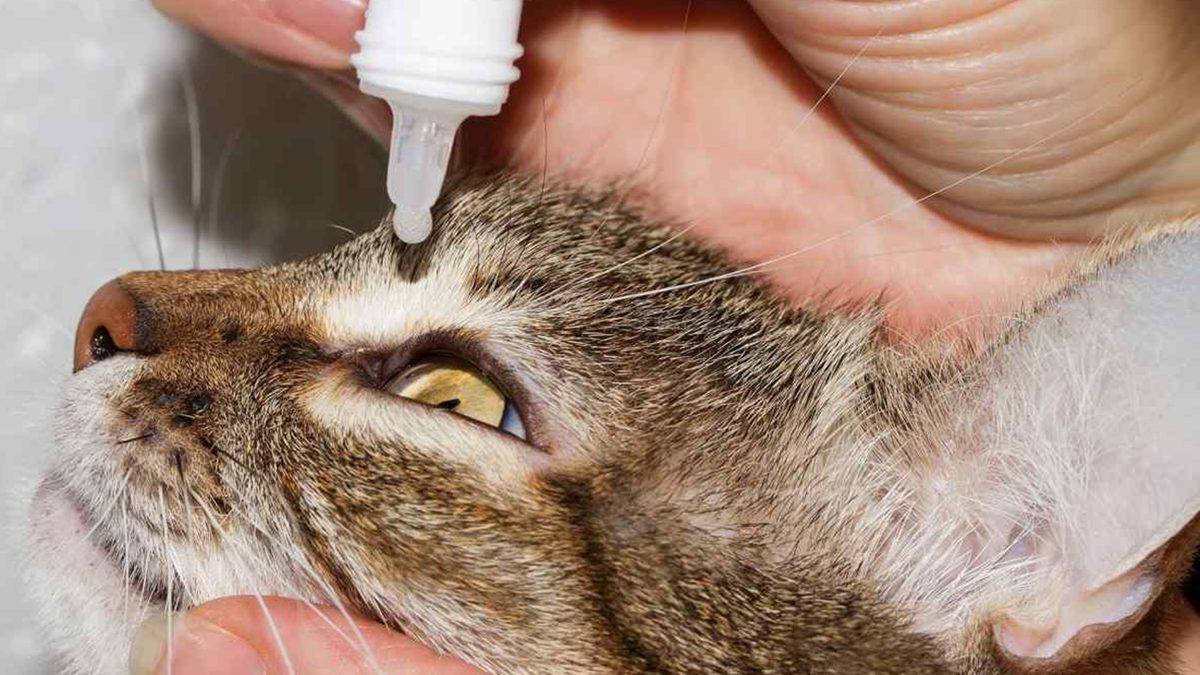 Yaygın Olan Bu Kedi Hastalıklarını Erken Tespit Etmeniz Halinde Dostunuzun Hayatını Kurtarabilirsiniz!