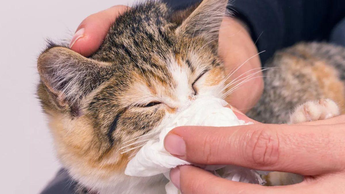 Yaygın Olan Bu Kedi Hastalıklarını Erken Tespit Etmeniz Halinde Dostunuzun Hayatını Kurtarabilirsiniz!