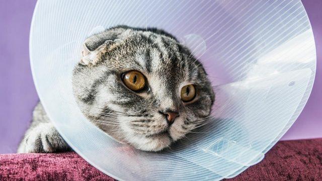 Yaygın Olan Bu Kedi Hastalıklarını Erken Tespit Etmeniz Halinde Dostunuzun Hayatını Kurtarabilirsiniz!