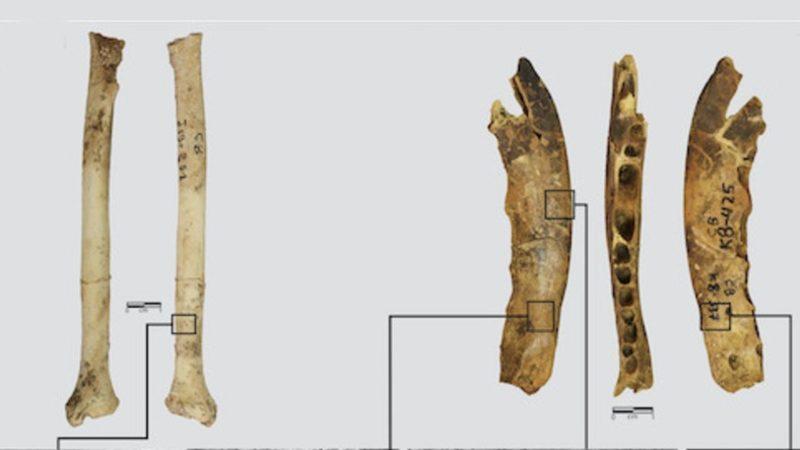 Sezon Öncesi İndirimi Yok Ama... 120 Bin Yıllık ’Kürk ve Deri Atölyesi’ Keşfedildi