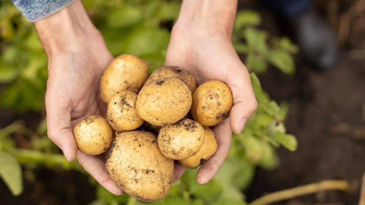 Beslenme Listenize Yazabileceğiniz Kilo Aldırmayan 11 Besin