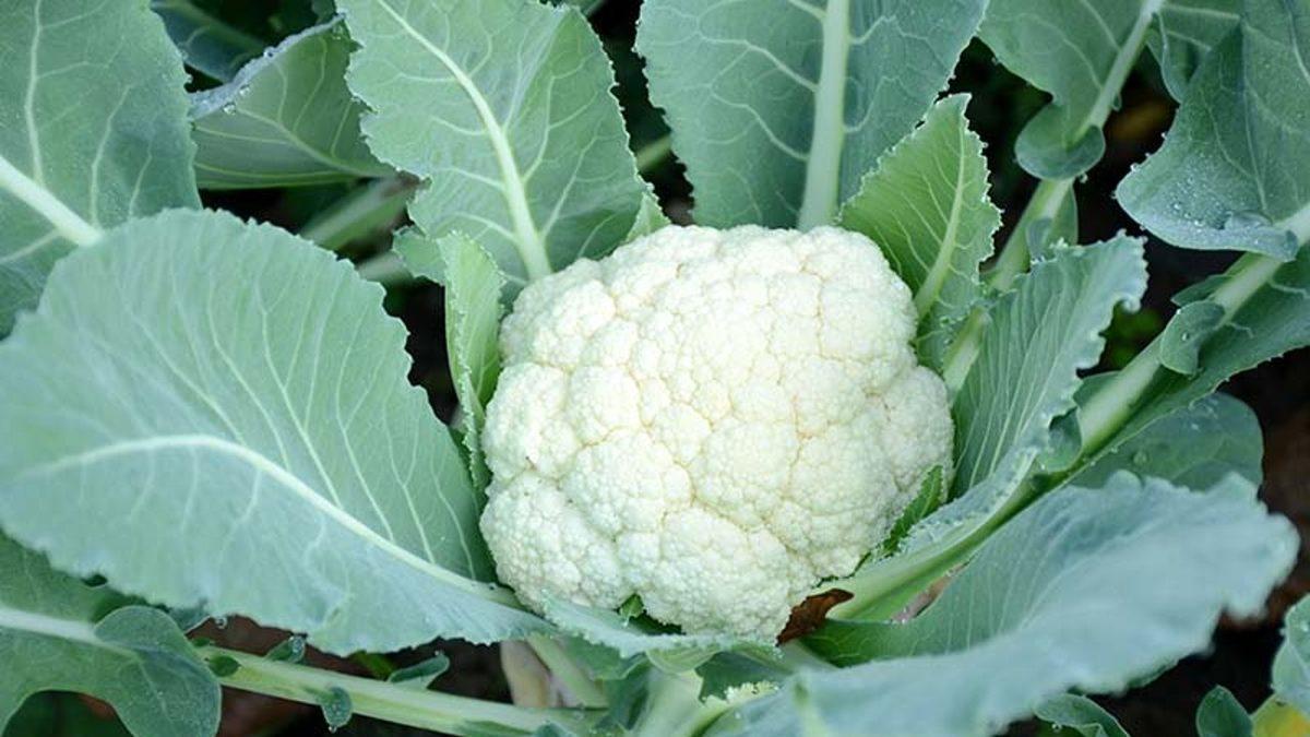 Beslenme Listenize Yazabileceğiniz Kilo Aldırmayan 11 Besin